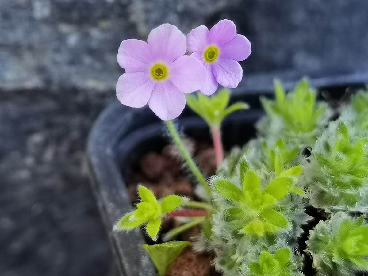 Androsace robusta (Groupe Jacquemontii)